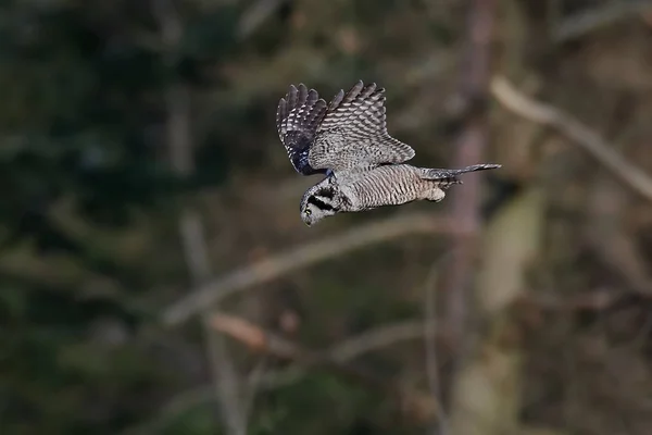 Northern hawk-owl (Surnia ulula) — Stock Photo, Image