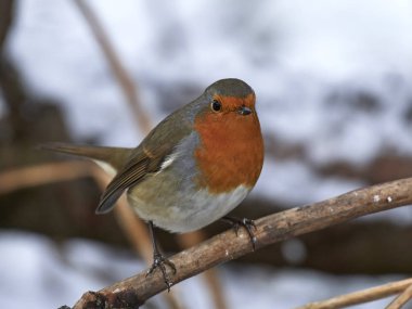 Avrupa bülbülü (Erithacus rubecula