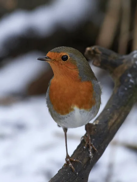 Pettirosso europeo (Erithacus rubecula — Foto Stock