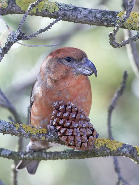 Ponto de cruz de papagaio (Loxia pytyopsittacus ) — Fotografia de Stock