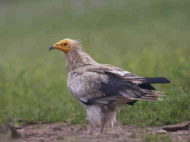 Mısır akbabası (Neophron Percnopterus)