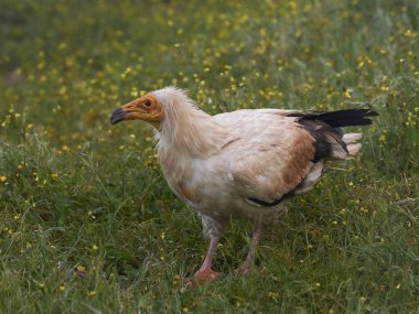 Mısır akbabası (Neophron Percnopterus)
