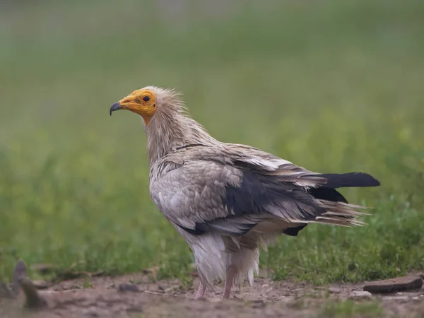 Buitre egipcio (Neophron percnopterus) — Foto de Stock