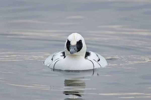 Serreta chica (Mergellus albellus) —  Fotos de Stock