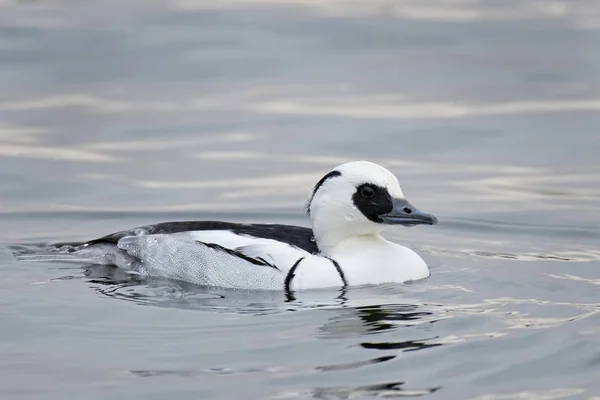 Nonnetje (vogel) (Mergellus albellus) — Stockfoto