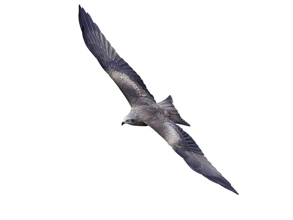Zwarte vlieger (milvus migrans)) — Stockfoto