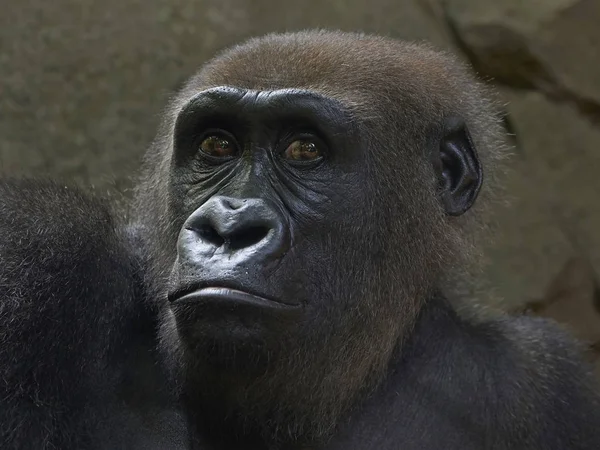 Gorila-de-planície-ocidental (gorila-gorila-gorila) — Fotografia de Stock