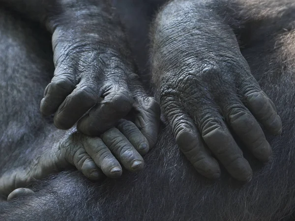 Western lowland gorilla (Gorilla gorilla gorilla) — Stock Photo, Image