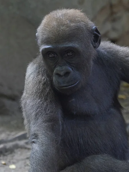 Westlicher Flachlandgorilla (Gorilla gorilla gorilla gorilla)) — Stockfoto