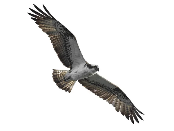 Osprey (Pandion haliaetus) — Stock Photo, Image