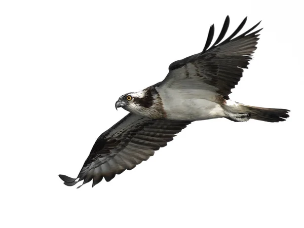 Osprey (Pandion haliaetus) — Stock Photo, Image