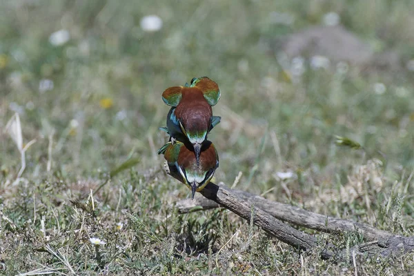 Comedor europeu de abelhas (Merops Apiaster) — Fotografia de Stock