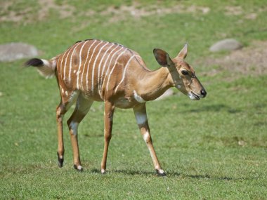 Nyala (yayılım gösterir: angasii)