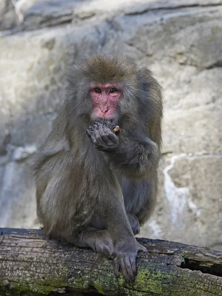 Japanese macaque (Macaca fuscata) — Stock Photo, Image