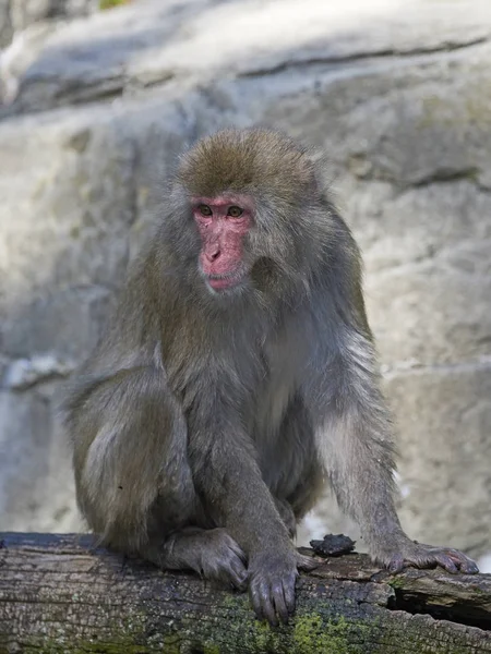 Ιαπωνική macaque (Macaca fuscata) — Φωτογραφία Αρχείου
