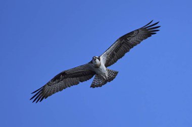 Sorguç (pandion haliaetus)