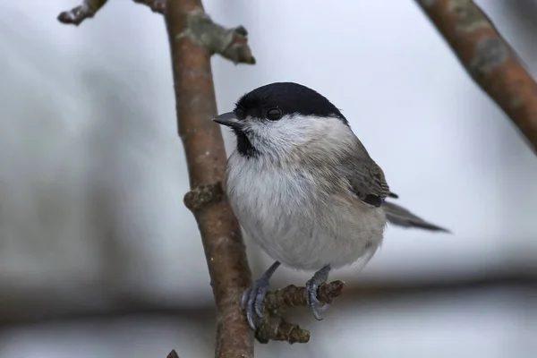 마쉬 가슴 (Poecile palustris) — 스톡 사진