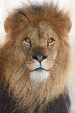 Aslan (Panthera leo)