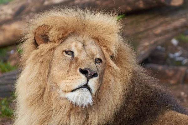 Leone (Panthera leo) — Foto Stock