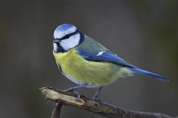 Eurasian blue tit (Cyanistes caeruleus) — Stok fotoğraf