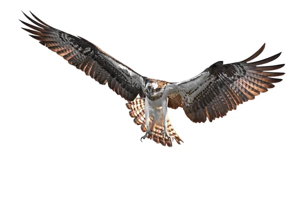 Falco pescatore (pandion haliaetus) — Foto Stock