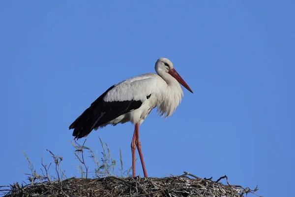 白鹤（Ciconia ciconia）) — 图库照片