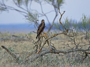 siyah uçurtma (milvus migrans)