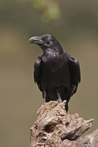 Common raven (Corvus corax) — Stock Photo, Image