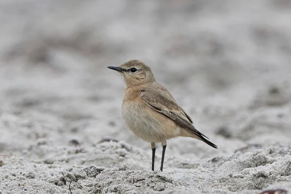 Изабеллина пшеничная (Oenanthe isabellina) ) — стоковое фото