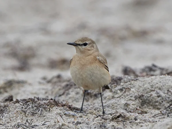 Oreja de trigo isabelina (Oenanthe isabellina ) — Foto de Stock