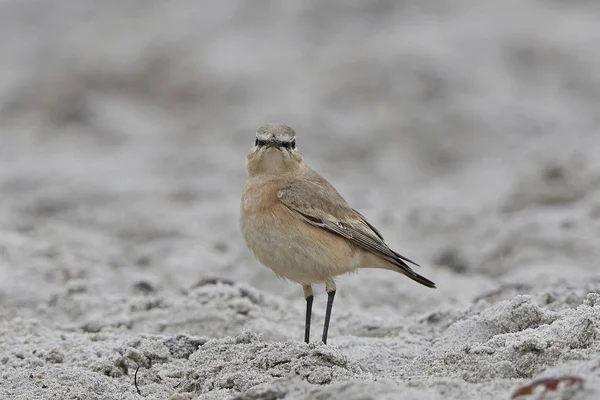 Oreja de trigo isabelina (Oenanthe isabellina ) —  Fotos de Stock