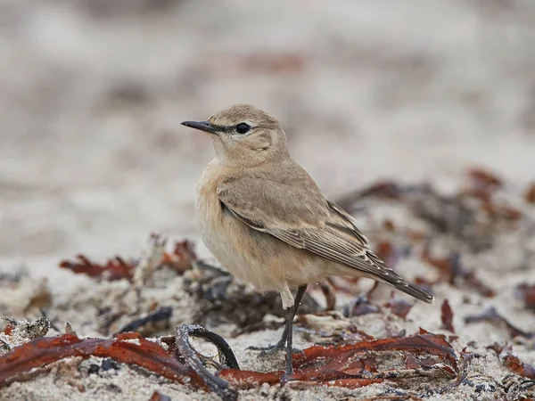 Bělořit Isabelline (Oenanthe isabellina) — Stock fotografie