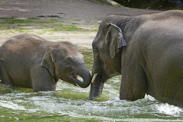 코끼리 목욕 — 스톡 사진