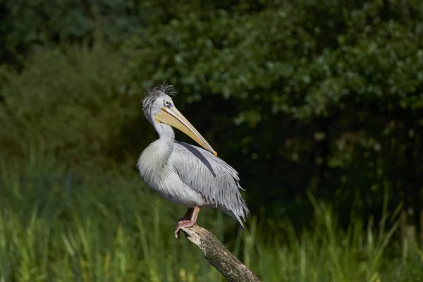 Vörhenyes gödény (Pelecanus rufescens) — Stock Fotó