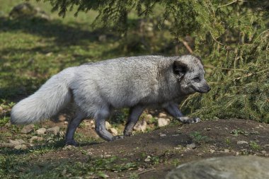 Kutup tilkisi (Alopex Lagopus) A