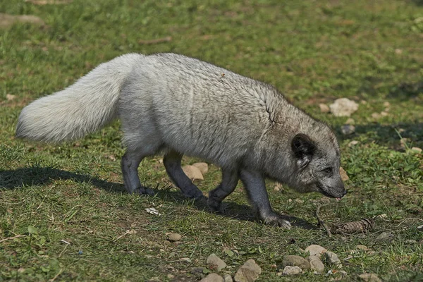 Arctic fox (англ. ) — стоковое фото