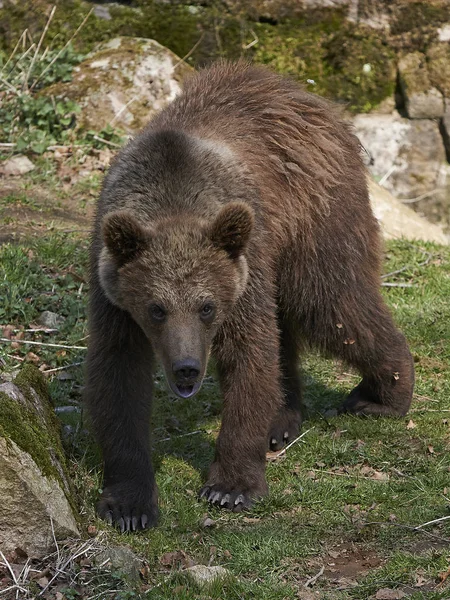 Urso castanho (Ursus arctos) — Fotografia de Stock