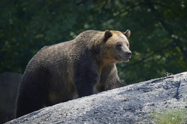 Καφέ αρκούδα (Ursus arctos) — Φωτογραφία Αρχείου