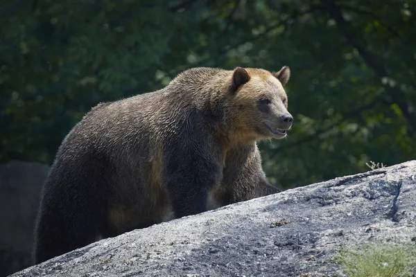 Urso castanho (Ursus arctos) — Fotografia de Stock