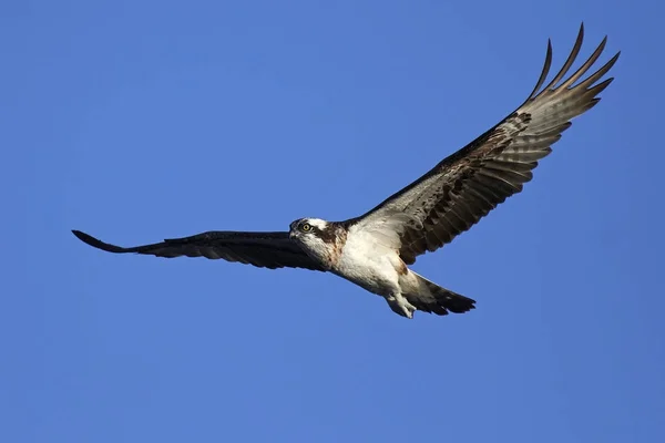 Falco pescatore (pandion haliaetus) — Foto Stock