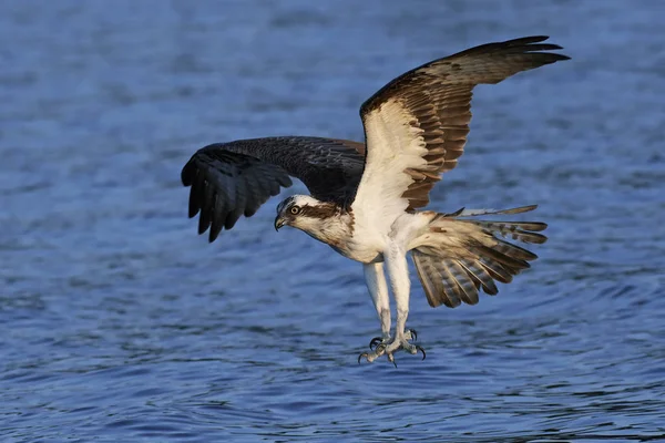 Orlovec říční (pandion haliaetus) — Stock fotografie