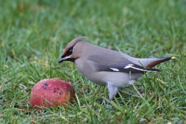 Bohem İpekkuyruk (Bombycilla garrulus)