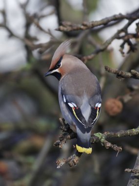 Bohem İpekkuyruk (Bombycilla garrulus)