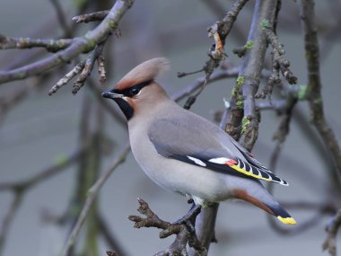 Bohem İpekkuyruk (Bombycilla garrulus)