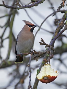 Bohem İpekkuyruk (Bombycilla garrulus)