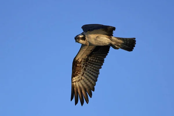 Osprey (Pandion haliaetus) — Stock Photo, Image