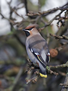 Bohem İpekkuyruk (Bombycilla garrulus)
