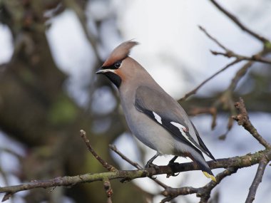 Bohem İpekkuyruk (Bombycilla garrulus)