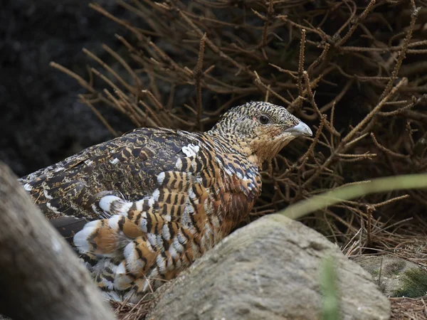 Westelijke capercaillie (Tetrao urogallus) — Stockfoto