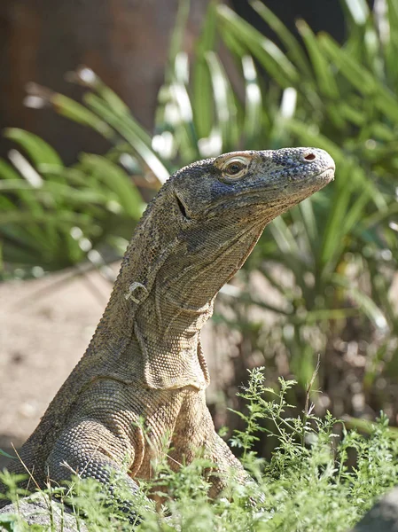 Komodo dragon (Varanus komodoensis) — Stock Photo, Image